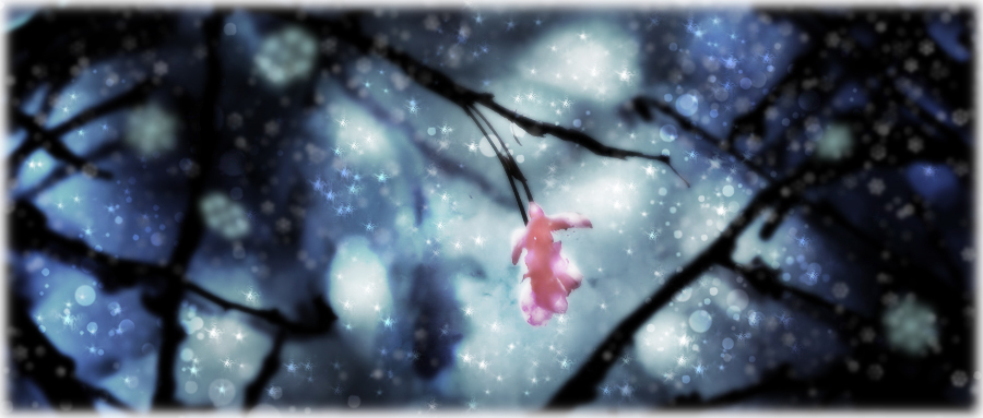 Flowering cherry tree blossom in snow