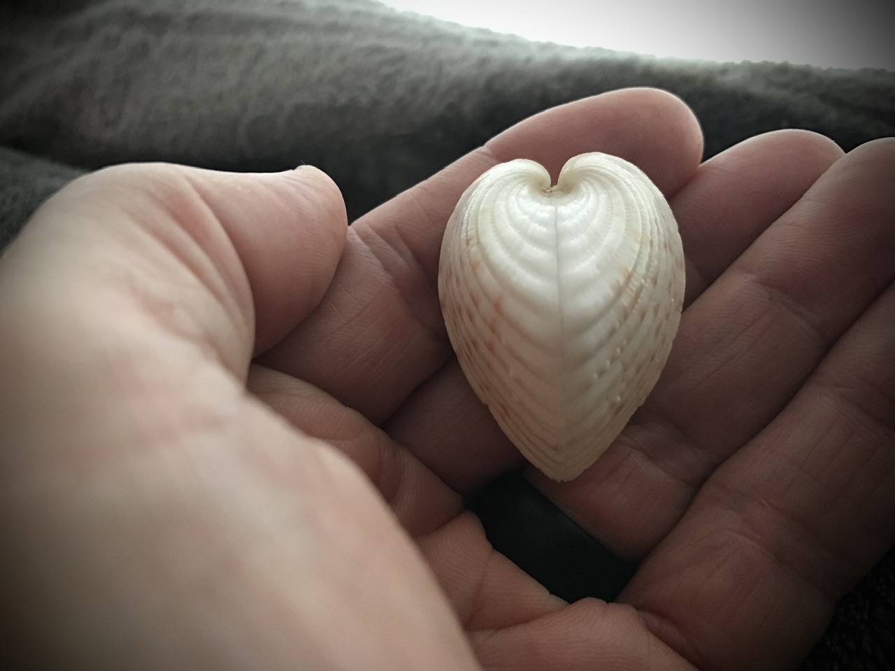 Cockleshell in palm