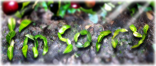 Leaves spelled out to say I'm sorry